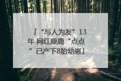 “与人为友”13年 网红麋鹿“点点”已产下8胎幼崽