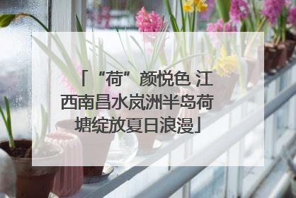 “荷”颜悦色 江西南昌水岚洲半岛荷塘绽放夏日浪漫
