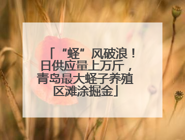 “蛏”风破浪！日供应量上万斤，青岛最大蛏子养殖区滩涂掘金