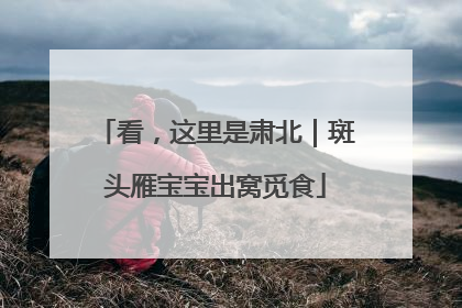 看，这里是肃北｜斑头雁宝宝出窝觅食