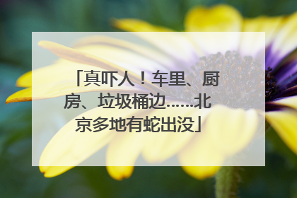 真吓人！车里、厨房、垃圾桶边……北京多地有蛇出没
