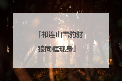 祁连山雪豹豺狼同框现身