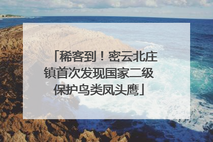 稀客到！密云北庄镇首次发现国家二级保护鸟类凤头鹰