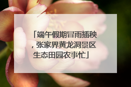 端午假期冒雨插秧，张家界黄龙洞景区生态田园农事忙