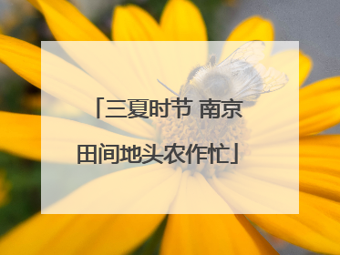 三夏时节 南京田间地头农作忙