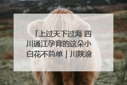 上过天下过海 四川通江孕育的这朵小白花不简单｜川陕渝网络名人巴中行
