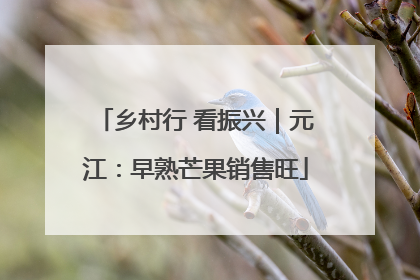 乡村行 看振兴｜元江：早熟芒果销售旺