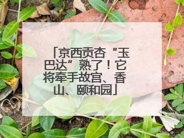 京西贡杏“玉巴达”熟了！它将牵手故宫、香山、颐和园
