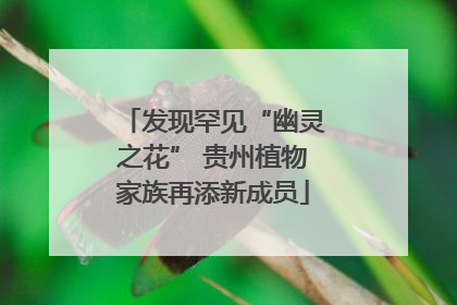 发现罕见“幽灵之花” 贵州植物家族再添新成员