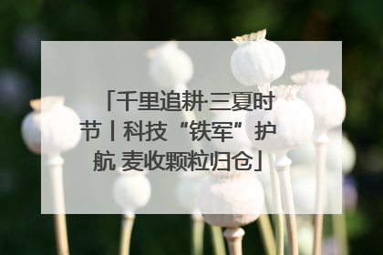 千里追耕·三夏时节丨科技“铁军”护航 麦收颗粒归仓