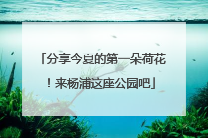 分享今夏的第一朵荷花！来杨浦这座公园吧