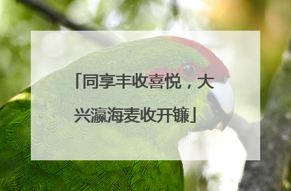 同享丰收喜悦，大兴瀛海麦收开镰