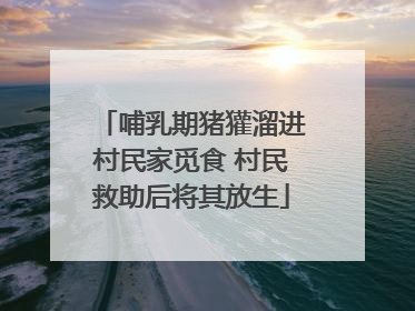 哺乳期猪獾溜进村民家觅食 村民救助后将其放生