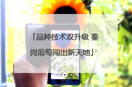 品种技术双升级 秦岗葡萄闯出新天地