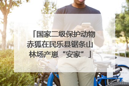 国家二级保护动物赤狐在民乐县锯条山林场产崽“安家”