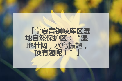 宁夏青铜峡库区湿地自然保护区：“湿地壮阔，水鸟振翅，顶有趣呢！”