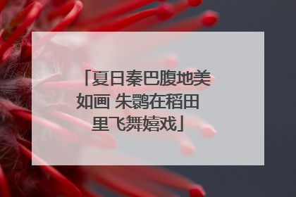 夏日秦巴腹地美如画 朱鹮在稻田里飞舞嬉戏