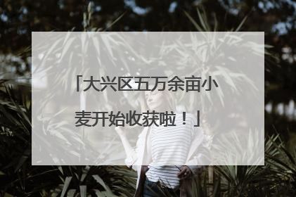 大兴区五万余亩小麦开始收获啦！