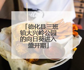 德化县三班镇大兴岭公园的向日葵进入盛开期