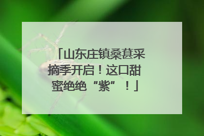 山东庄镇桑葚采摘季开启！这口甜蜜绝绝“紫”！