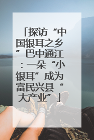 探访“中国银耳之乡”巴中通江：一朵“小银耳”成为富民兴县“大产业”