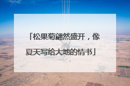 松果菊翩然盛开，像夏天写给大地的情书