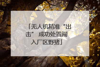 无人机精准“出击” 成功处置闯入厂区野猪