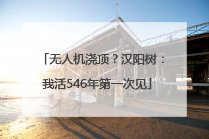无人机浇顶？汉阳树：我活546年第一次见