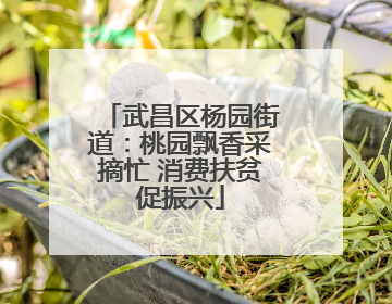 武昌区杨园街道：桃园飘香采摘忙 消费扶贫促振兴
