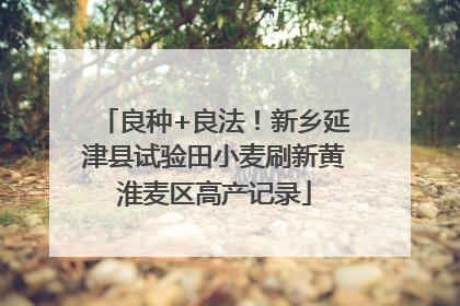 良种+良法！新乡延津县试验田小麦刷新黄淮麦区高产记录