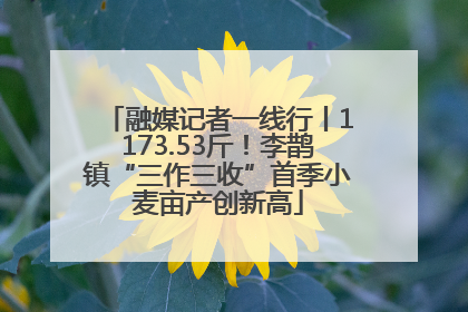 融媒记者一线行丨1173.53斤！李鹊镇“三作三收”首季小麦亩产创新高