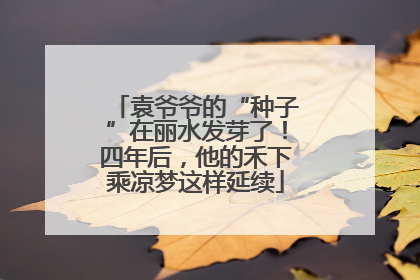 袁爷爷的“种子”在丽水发芽了！四年后，他的禾下乘凉梦这样延续
