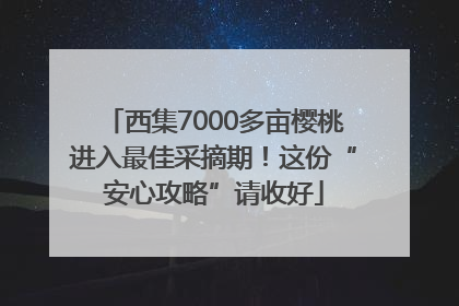 西集7000多亩樱桃进入最佳采摘期！这份“安心攻略”请收好