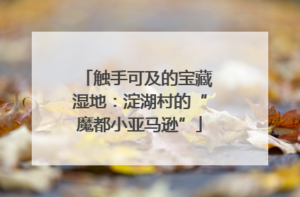 触手可及的宝藏湿地：淀湖村的“魔都小亚马逊”