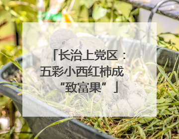 长治上党区：五彩小西红柿成“致富果”