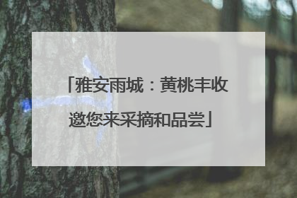 雅安雨城：黄桃丰收 邀您来采摘和品尝