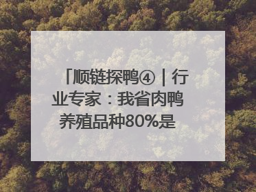 顺链探鸭④｜行业专家：我省肉鸭养殖品种80%是樱桃谷鸭