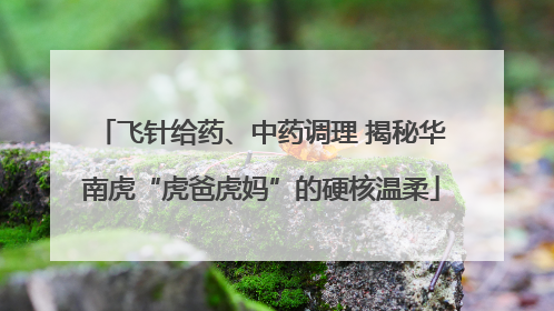 飞针给药、中药调理 揭秘华南虎“虎爸虎妈”的硬核温柔