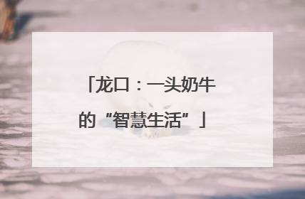 龙口：一头奶牛的“智慧生活”