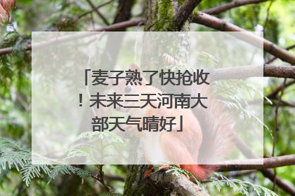 麦子熟了快抢收！未来三天河南大部天气晴好