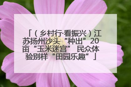 （乡村行·看振兴）江苏扬州沙头“种出”20亩“玉米迷宫” 民众体验别样“田园乐趣”